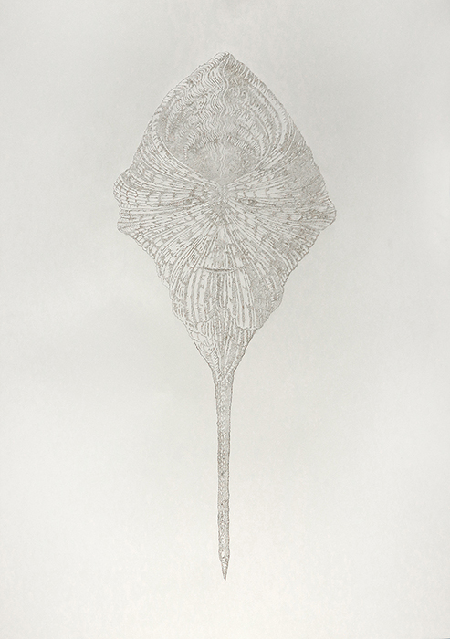 Limulus 2 , 100 x 70 cm, 2016