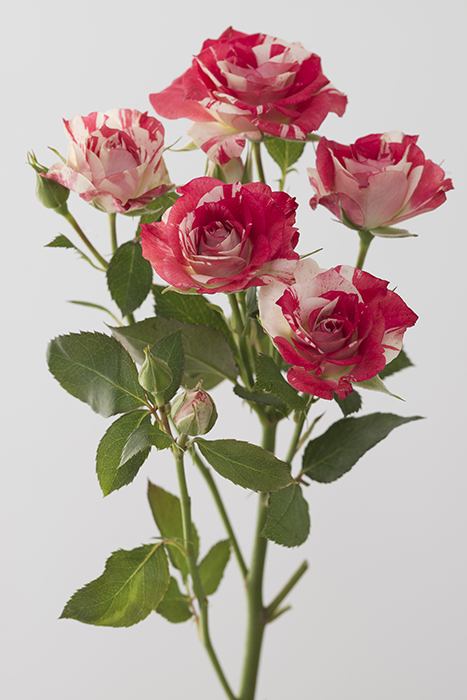 Rose Harlequin, 130 x 93 cm, 2017